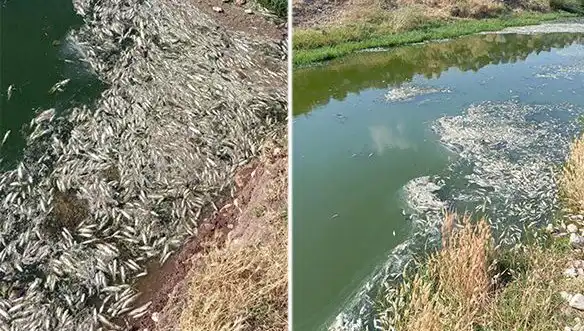 Karasu Çayı’nda Balık Ölümleri: Sırrı Çözülecek Mi?