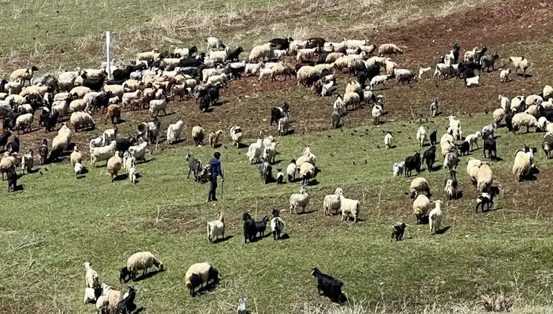 Çoban Krizi Büyüyor: Yüksek Maaşa Rağmen Destek Yetersizliği Şoku
