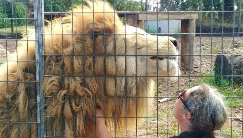 Avustralya'da Yaşanan Şoke Eden Aslan Saldırısı: Kadının Kolunu Kaptı