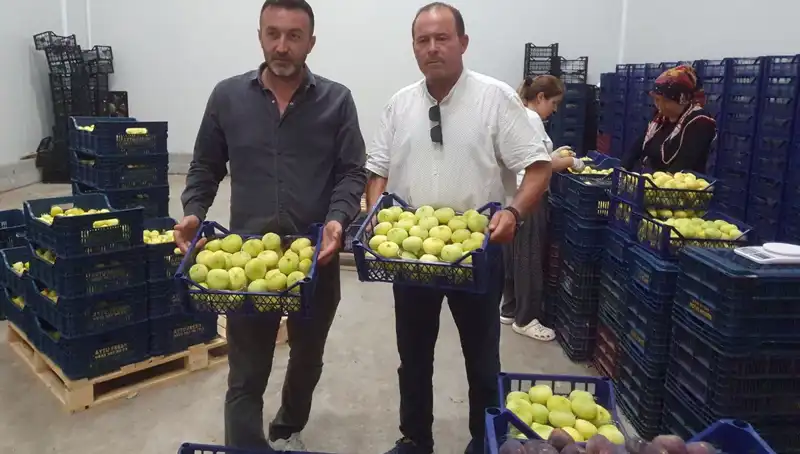 Mersinli Çiftçinin Umut Dolu Hasadı: Fiyatlar Yükseliyor!