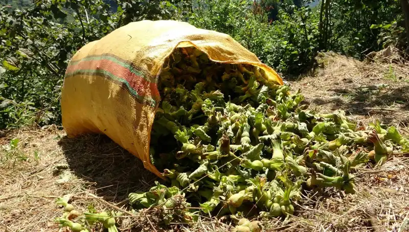 Giresun'da Fındık Hasadı Yılın En Önemli Dönemine Girdi