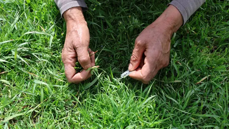 Binbir Zahmetle Toplanan Bitkinin Şifalı Etkileri ve Faydaları