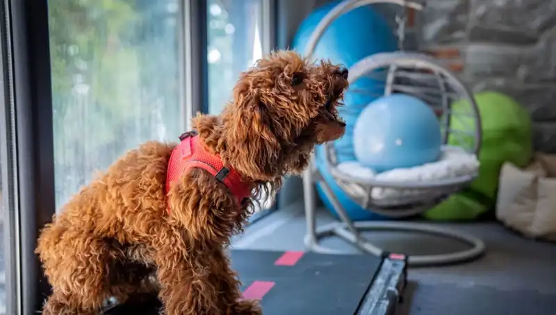 Muffin, Psikolojik Travmalarını Aşmak İçin Mücadele Ediyor