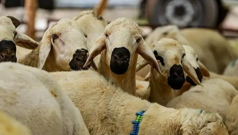 Kurban Bayramı 2025: Kurban Kesmenin Dini ve Sosyal Boyutları Üzerine Bilgiler