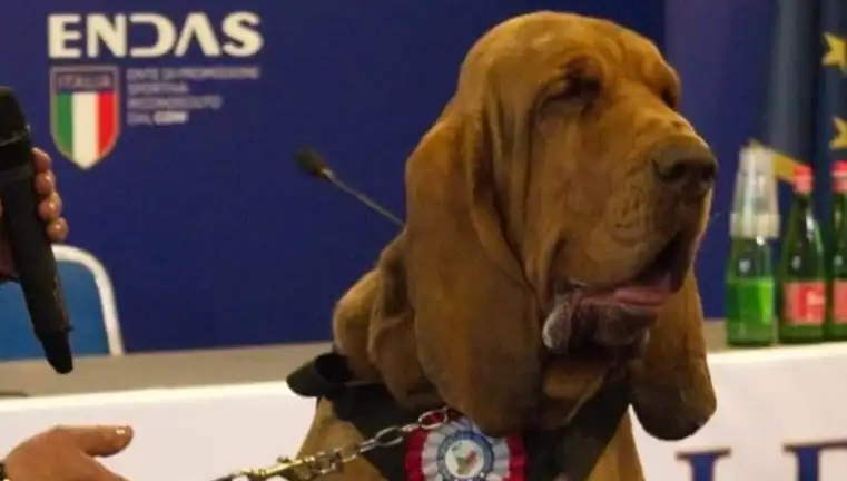Arama Köpeğine Suikast: Çivili Sosisle Düzenlenen Korkunç Saldırı