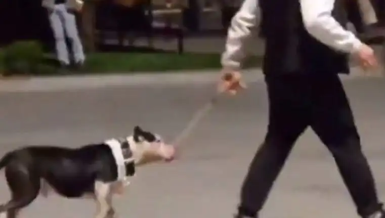 Ağızlıksız Pitbull'un Saldırısı: Sahibi Para Cezasına Çarptırıldı