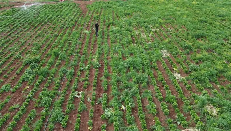 Kuraklığın Etkisiyle Marul Hasadı Tehlikeye Girdi