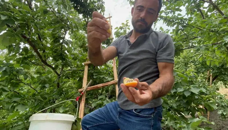 Damak Çatlatan Lezzet: 50 TL ile 70 TL Arasında Alıcı Buluyor