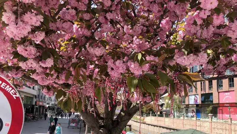 Süs Erik Ağacına Martenitsa Bağladı: Gelenekler Nasıl Yaşatılır?