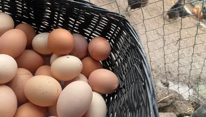 Düşük Maliyetli Alternatif: Okul Dönüşü İçin En Uygun Protein Kaynağı