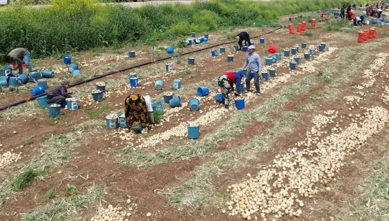 Yerli Soğan Hasadı Başladı: Düşen Fiyatlar Tüketicileri Sevindiriyor