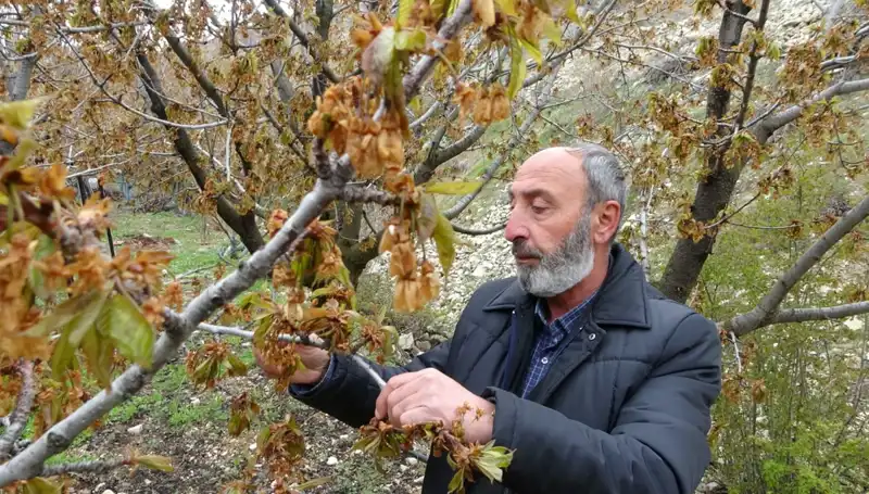 Zirai Don, Albastı Kirazı Üreticilerini Zora Sokuyor: Kayıplar Büyüyor
