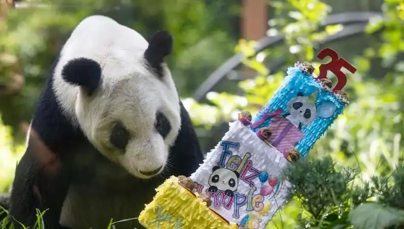 Dev Panda Xin Xin 35. Yaşına Bastı: Kutlamalar ve Unutulmaz Anlar