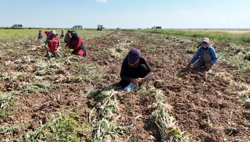Rusya, Almanya ve İspanya'dan Yeni Antibiyotik Hasadı: Sağlıkta Umut Verici Gelişmeler