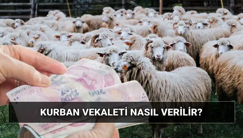 Vekaletle Kurban Kesimi: Diyanet 2025 Bedelini Açıkladı!
