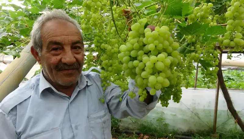 Zirai Don, Meyve Fiyatlarını Tavan Yaptırdı: İlk Ürünler 250 TL'den Satılıyor