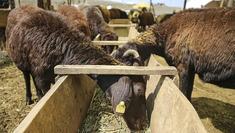 Şap Hastalığı Alarmı: Hayvan Pazarı Kapatıldı, Çiftçiler Tedirgin