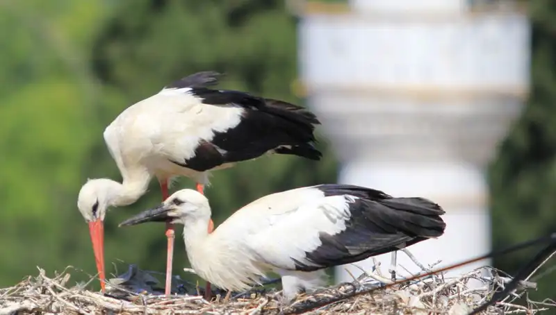 Leylak Güzeli Yaren'in Yerine Geçen Büyüleyici Leylek Köyü