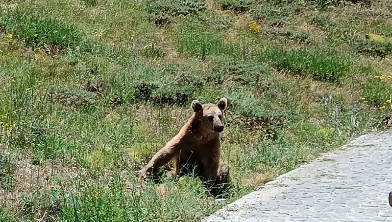 Nemrut Dağı'na Gidenlere Bozayı Uyarması: Dikkat Edilmesi Gerekenler
