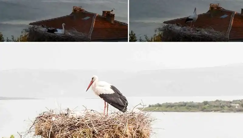 Leylek Yaren, Depremin Gazete Kâğıdından Önce Hissettirdi!