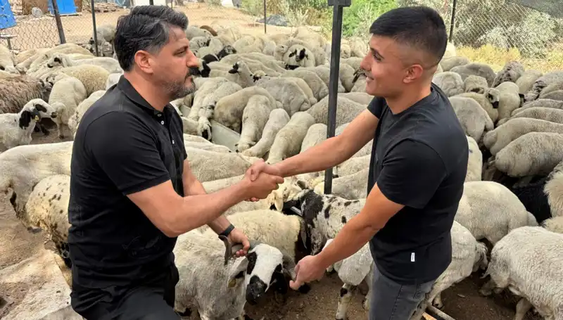Kurbanlık Alacaklar Dikkat: Tuz ve Sumak Koyunları Şişkin Gösteriyor!