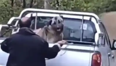 Trabzon'da Bir Kişinin Köpeğe Yaptığı Duygusal İfrit Neden Oldu