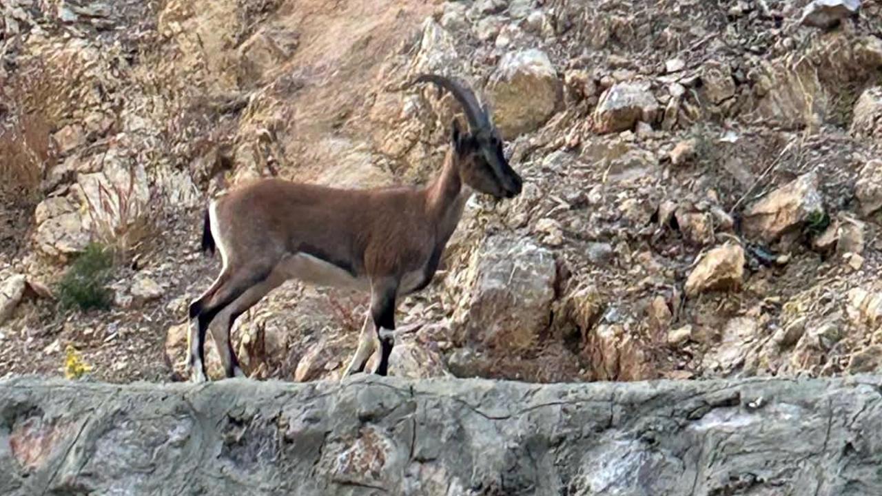 Yaban keçisini avlayan kişiye 661 bin lira ceza