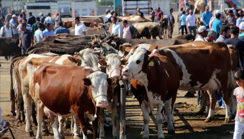 2025 Kurban Fiyatları Açıklandı: İl İl Canlı Kilo Değerlendirmesi
