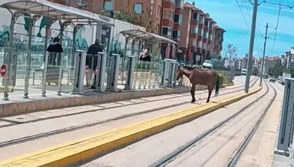 Eskişehir Tramvay Raylarında Başbaşa At Görüntüsü Şaşkınlık Yarattı