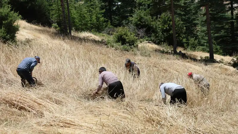 Teknolojinin Ulaşamadığı Tarla: Ellik ve Orak ile Başlayan Hasat Dönemi