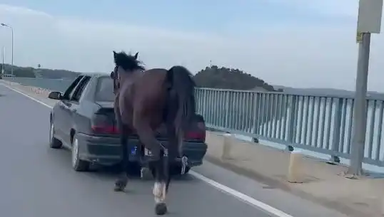 Adana’da Atlara Şiddet Uygulayan Kişi Tutuklandı: Hayvan Hakları İçin Önemli Bir Adım
