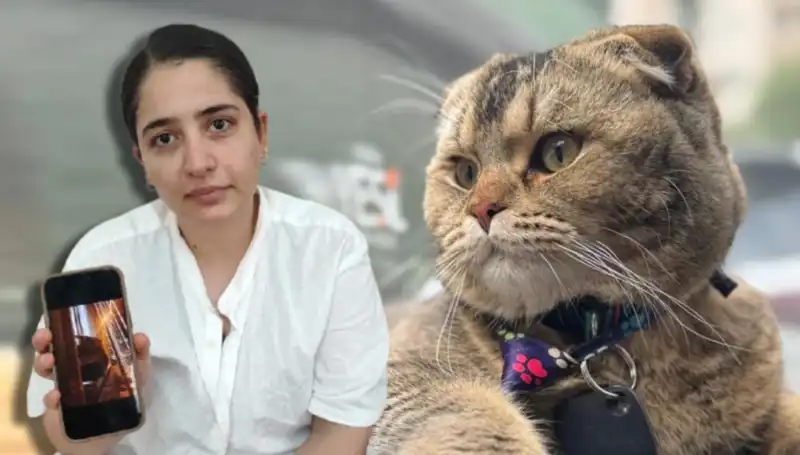 Kedi Yüzünden Boşanma Tehlikesi: Eşinin Kararı Şaşırttı!