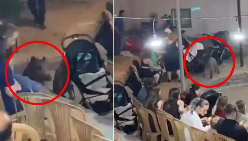 Düğün Esnasında Ortaya Çıkan Yaban Domuzu Tüm Dikkatleri Üzerine Çekti