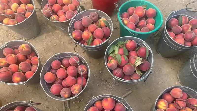 Çiftçiler Hasat Sezonuna Girdi: Fiyatlar 100 Liraya Ulaştı!