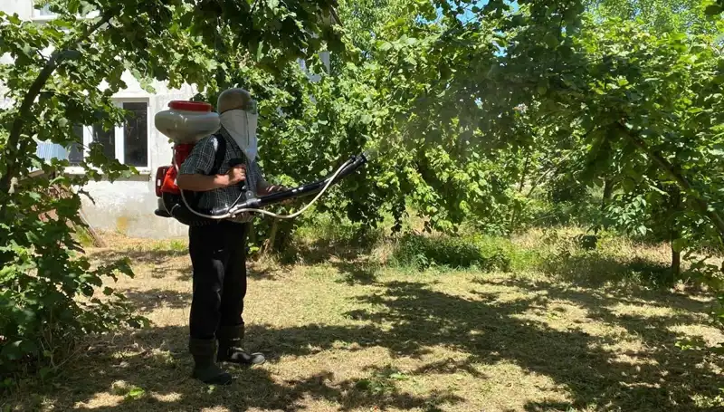 Çiftçilerin Kükürt ve Samuray Arısı ile Mücadelesi: Umut ve Zorluklar