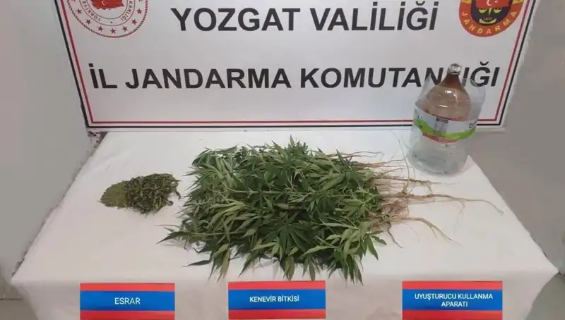 Yozgat'ta Şok Eden Kenevir Operasyonu: 40 Kök Ele Geçirildi!