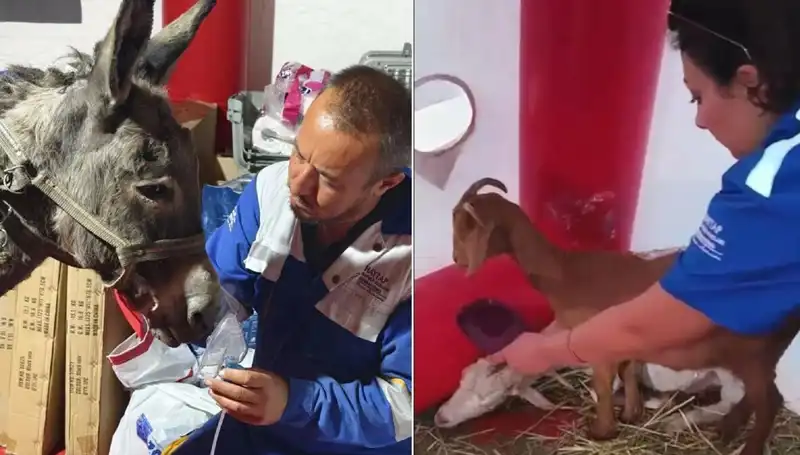 Yangından Etkilenen Eşeğe Oksijen Maskesiyle Hayat Verildi