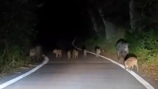 Elazığ'da Domuz Sürüsünün Yola İnmesi Trafiği Felç Etti
