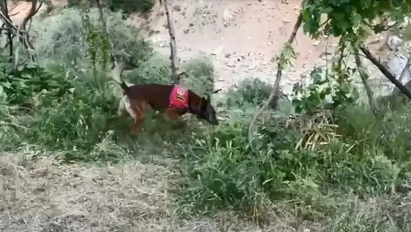 Dedektör Köpek ile Ortaya Çıkan Olay: Dere Kenarındaki Gizli Esrar!