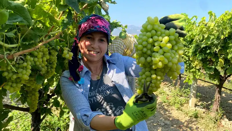 Manisa'nın Ünlü İhracatı: Avrupa'ya Yola Çıkan İlk Tırlar Heyecan Yarattı