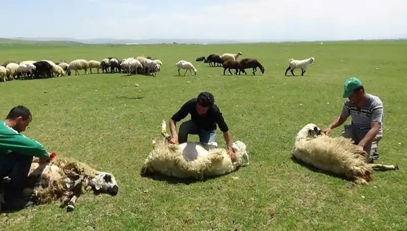 Dağların Zirvesinde Koyun Kırkma Geleneği Yeniden Canlanıyor