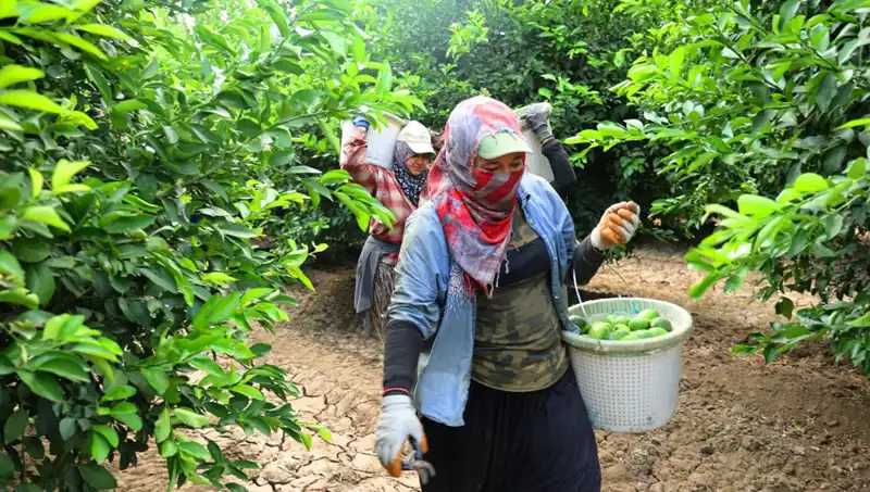 Marketlerdeki Domatesin Kilosu 150 Lirayı Geçti, Fiyat Düşüşü Bekleniyor
