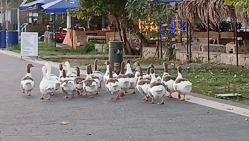 Denizde Yüzüp Kümeste Hayatını Kaybeden Kazların Gizemi Çözülüyor