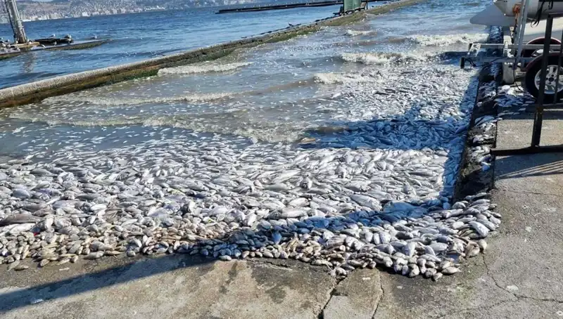 İzmir Körfezi'nde Yeni Proje: Ekolojik Dönüşüm Başlıyor!