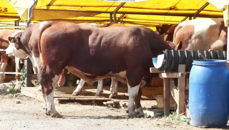 Kurban Pazarı Hazırlıkları Başladı: Alıcı ve Satıcılar Heyecanlı