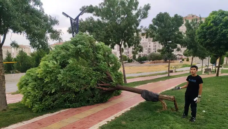 Batman’da Fırtına Rüzgar Ağacını Kökünden Söküp Attı